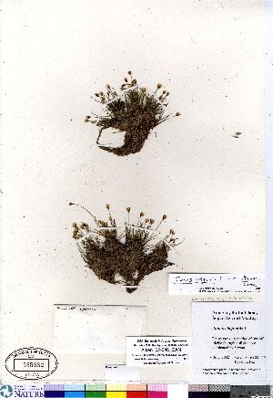  (Juncus triglumis ssp albescens - Aiken_02-046_CAN)  @11 [ ] Copyright (2011) Canadian Museum of Nature Canadian Museum of Nature