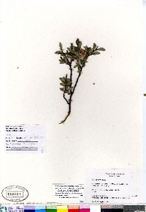  (Salix tyrrellii - Burt_sn_CAN586031)  @11 [ ] Copyright (2011) Canadian Museum of Nature Canadian Museum of Nature