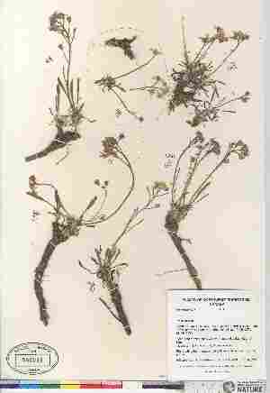  (Parrya arctica - Gillespie_7139)  @11 [ ] Copyright (2010) Canadian Museum of Nature Canadian Museum of Nature