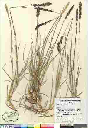  (Calamagrostis purpurascens - Gillespie_7283)  @11 [ ] Copyright (2010) Canadian Museum of Nature Canadian Museum of Nature