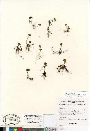 (Chrysosplenium rosendahlii - Gillespie_7118_CAN)  @11 [ ] Copyright (2011) Canadian Museum of Nature Canadian Museum of Nature