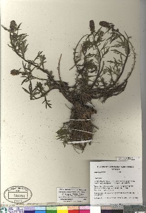  (Artemisia tilesii - Gillespie_7128_CAN)  @13 [ ] Copyright (2011) Canadian Museum of Nature Canadian Museum of Nature