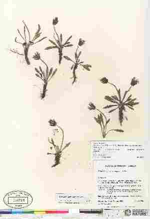  (Taraxacum phymatocarpum - Gillespie_6532)  @11 [ ] Copyright (2010) Canadian Museum of Nature Canadian Museum of Nature