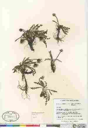 (Taraxacum holmenianum - Gillespie_6627)  @11 [ ] Copyright (2010) Canadian Museum of Nature Canadian Museum of Nature