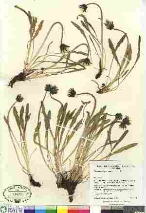  (Taraxacum hyparcticum - Gillespie_6947c)  @11 [ ] Copyright (2010) Canadian Museum of Nature Canadian Museum of Nature