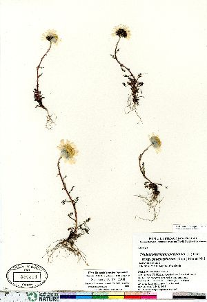  (Tripleurospermum maritimum ssp phaeocephalum - Salokangas_24_CAN)  @11 [ ] Copyright (2011) Canadian Museum of Nature Canadian Museum of Nature