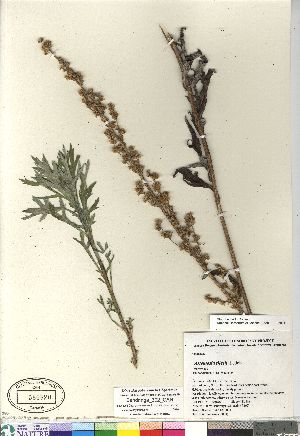  (Artemisia tilesii - Bandringa_302_CAN)  @13 [ ] Copyright (2011) Canadian Museum of Nature Canadian Museum of Nature