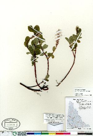  (Salix ovalifolia - Bennett_05-009_CAN)  @11 [ ] Copyright (2011) Canadian Museum of Nature Canadian Museum of Nature