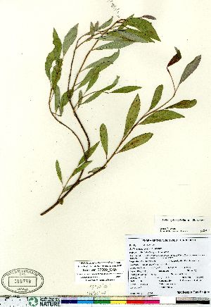  (Salix sphenophylla - Kemper_27009_CAN)  @11 [ ] Copyright (2011) Canadian Museum of Nature Canadian Museum of Nature