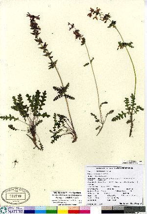  (Pedicularis verticillata - Kemper_28391_CAN)  @11 [ ] Copyright (2011) Canadian Museum of Nature Canadian Museum of Nature