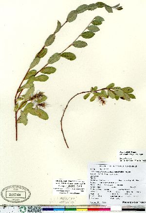  (Salix ovalifolia - Kemper_28389_CAN)  @11 [ ] Copyright (2011) Canadian Museum of Nature Canadian Museum of Nature