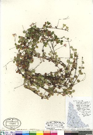  (Linnaea borealis - Bennett_06-432_CAN)  @11 [ ] Copyright (2011) Canadian Museum of Nature Canadian Museum of Nature