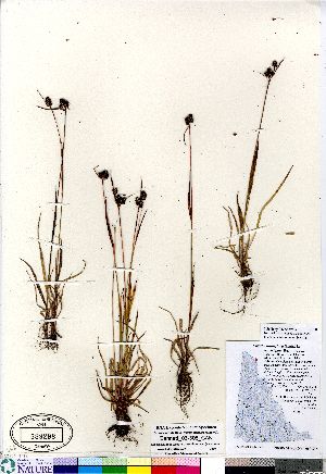  (Luzula multiflora - Bennett_06-308_CAN)  @11 [ ] Copyright (2011) Canadian Museum of Nature Canadian Museum of Nature