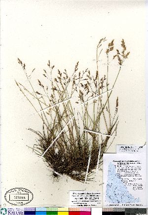  (Calamagrostis - Bennett_06-123_CAN)  @11 [ ] Copyright (2011) Canadian Museum of Nature Canadian Museum of Nature