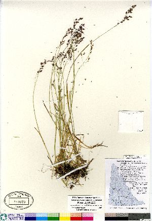  (Poa paucispicula - Bennett_06-229)  @11 [ ] Copyright (2011) Canadian Museum of Nature Canadian Museum of Nature