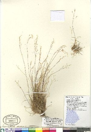  (Poa pseudoabbreviata - Bennett_08-448_CAN)  @11 [ ] Copyright (2011) Canadian Museum of Nature Canadian Museum of Nature