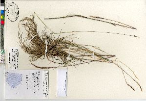  (Elymus macrourus - Bennett_08-295_CAN)  @11 [ ] Copyright (2011) Canadian Museum of Nature Canadian Museum of Nature
