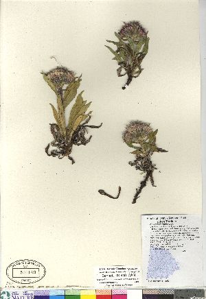  (Saussurea nuda - Bennett_08-440_CAN)  @11 [ ] Copyright (2011) Canadian Museum of Nature Canadian Museum of Nature