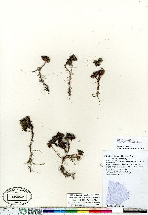  (Salix rotundifolia - Bennett_08-269_CAN)  @11 [ ] Copyright (2011) Canadian Museum of Nature Canadian Museum of Nature
