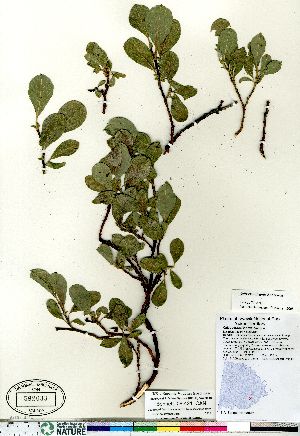  (Salix chamissonis - Bennett_08-421_CAN)  @11 [ ] Copyright (2011) Canadian Museum of Nature Canadian Museum of Nature