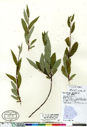  (Salix arbusculoides - Bennett_08-379_CAN)  @11 [ ] Copyright (2011) Canadian Museum of Nature Canadian Museum of Nature
