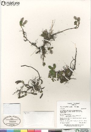  (Salix arctica x polaris - Gillespie_et_al_8095b)  @11 [ ] Copyright (2012) Canadian Museum of Nature Canadian Museum of Nature