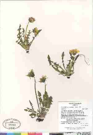  (Taraxacum hyparcticum - Gillespie_et_al_7812)  @11 [ ] Copyright (2009) Canadian Museum of Nature Unspecified