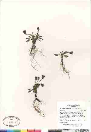  (Taraxacum scopulorum - Gillespie_et_al_7630)  @11 [ ] Copyright (2009) Canadian Museum of Nature Unspecified