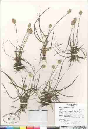  (Alopecurus - Gillespie_et_al_8403)  @11 [ ] Copyright (2009) Canadian Museum of Nature Unspecified