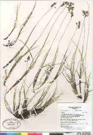  (Anthoxanthum monticola ssp alpinum - Gillespie_et_al_7846)  @11 [ ] Copyright (2009) Canadian Museum of Nature Unspecified