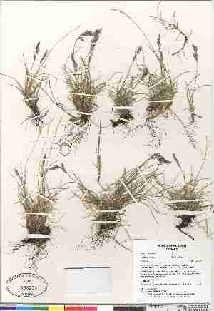  (Festuca rubra ssp arctica - Gillespie_et_al_7631)  @11 [ ] Copyright (2009) Canadian Museum of Nature Unspecified