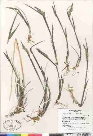  (Arctagrostis latifolia ssp latifolia - Gillespie_et_al_7544)  @11 [ ] Copyright (2009) Canadian Museum of Nature Unspecified
