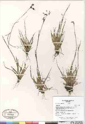  ( - Gillespie_et_al_8170)  @11 [ ] Copyright (2009) Canadian Museum of Nature Unspecified