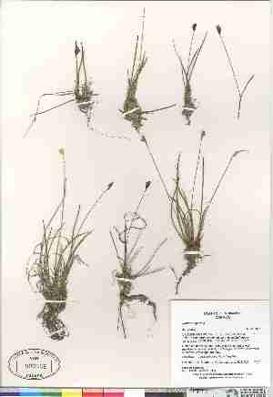  ( - Gillespie_et_al_7787)  @11 [ ] Copyright (2009) Canadian Museum of Nature Unspecified