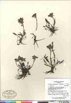  (Pedicularis arctoeuropaea - Gillespie_et_al_7815)  @11 [ ] Copyright (2009) Canadian Museum of Nature Unspecified
