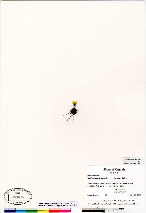  ( - Bosquet_20)  @11 [ ] Copyright (2009) Canadian Museum of Nature Unspecified