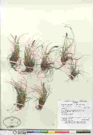  (Kobresia simpliciuscula - Gillespie_8858)  @11 [ ] Copyright (2011) Canadian Museum of Nature Canadian Museum of Nature