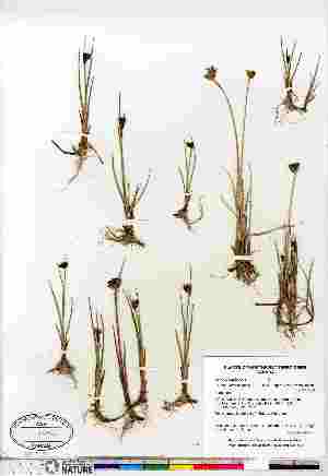  (Juncus castaneus ssp leucochlamys - Gillespie_9067)  @11 [ ] Copyright (2011) Canadian Museum of Nature Canadian Museum of Nature