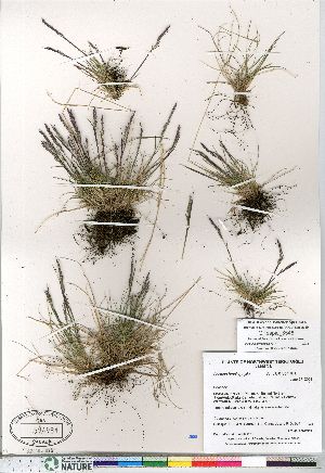  (Festuca brachyphylla - Gillespie_8546)  @11 [ ] Copyright (2011) Canadian Museum of Nature Canadian Museum of Nature