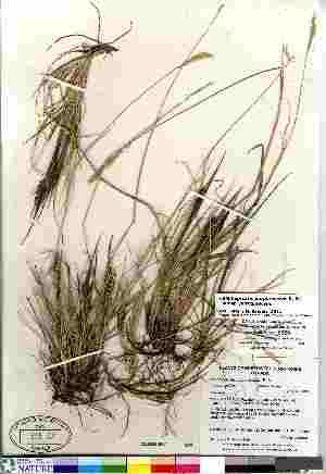  (Calamagrostis purpurascens ssp purpurascens - Gillespie_8669)  @11 [ ] Copyright (2011) Canadian Museum of Nature Canadian Museum of Nature