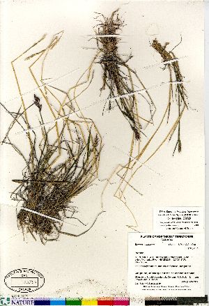  (Elymus alaskanus - Gillespie_8969)  @11 [ ] Copyright (2011) Canadian Museum of Nature Canadian Museum of Nature