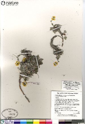  (Potentilla hybrid sect. Niveae x Pensylvanicae nivea x pulchella x subvahliana - Gillespie_9836_CAN)  @11 [ ] Copyright (2012) Canadian Museum of Nature Canadian Museum of Nature