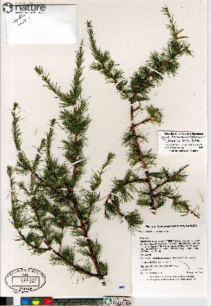  (Larix laricina - Saarela_1527_CAN)  @14 [ ] Copyright (2012) Canadian Museum of Nature Canadian Museum of Nature
