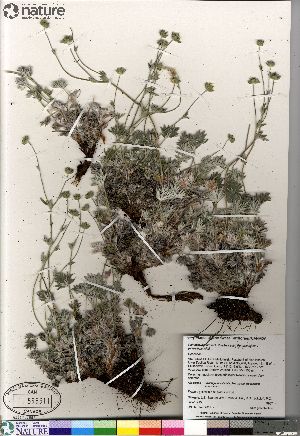 (Potentilla hybrid sect. Niveae x Pensylvanicae nivea x pulchella - Gillespie_9987_CAN)  @11 [ ] Copyright (2012) Canadian Museum of Nature Canadian Museum of Nature