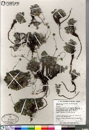  (Potentilla hybrid sect. Niveae x Pensylvanicae pulchella x nivea - Gillespie_9715_CAN)  @11 [ ] Copyright (2012) Canadian Museum of Nature Canadian Museum of Nature