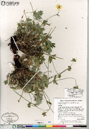  (Potentilla hybrid sect. Niveae x Pensylvanicae arenosa x pulchella - Gillespie_10060_CAN)  @11 [ ] Copyright (2012) Canadian Museum of Nature Canadian Museum of Nature