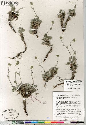  (Potentilla hybrid sect. Niveae x Pensylvanicae arenosa x pulchella - Gillespie_10082_CAN)  @11 [ ] Copyright (2012) Canadian Museum of Nature Canadian Museum of Nature