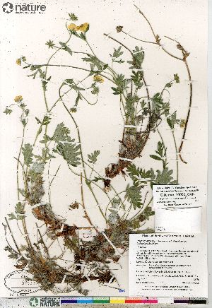  (Potentilla hybrid sect. Niveae x Pensylvanicae pulchella x subvahliana - Gillespie_10089_CAN)  @11 [ ] Copyright (2012) Canadian Museum of Nature Canadian Museum of Nature