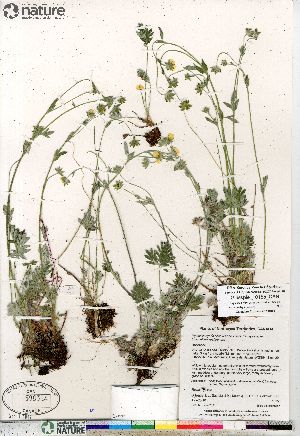  (Potentilla hybrid sect. Niveae x Pensylvanicae pulchella x nivea x arenosa - Gillespie_10155_CAN)  @11 [ ] Copyright (2012) Canadian Museum of Nature Canadian Museum of Nature