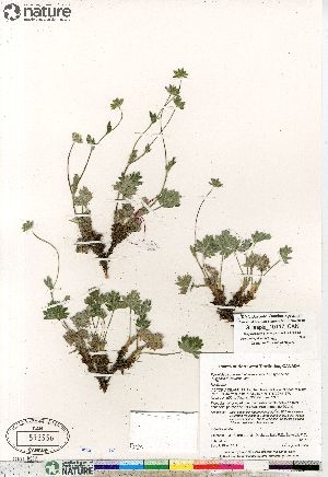  (Potentilla hybrid sect. Niveae x Pensylvanicae pulchella x nivea x arenosa - Gillespie_10117_CAN)  @11 [ ] Copyright (2012) Canadian Museum of Nature Canadian Museum of Nature